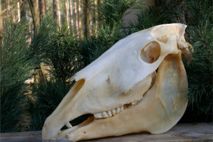horse skull