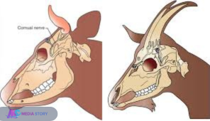 horse skull